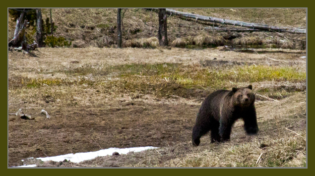 Yellowstone Grizzly Bear taken April 2012 ~ © Copyright All Rights Reserved John William Uhler